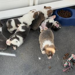American Corgi and Pembroke Welsh Corgi Puppies from Coastal country Farms