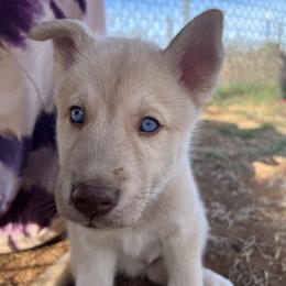 Gaffgarion - Red and white male Siberian Husky puppy in Bangs, Texas from Final Siberians