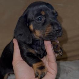 Black and tan shorthair female - Black and tan female Dachshund puppy in Manteca, California from Sweet and Low Dachshunds