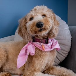 Maggie - Goldendoodle