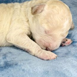 Winter - Cream female Cockapoo puppy in Bedford, Iowa from Our Father’s Doodles