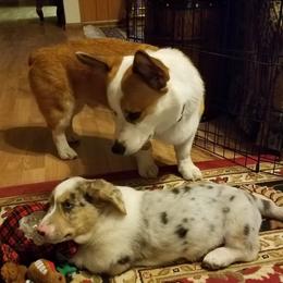 American Corgi, Cardigan Welsh Corgi, and Pembroke Welsh Corgi Puppies from Enok Corgis