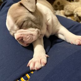 KRINGLE - Lilac male Boston Terrier puppy in Anderson, South Carolina from Lola’s House of Bostons & Rescue
