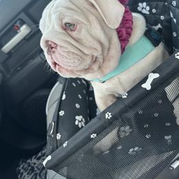 Bulldog and French Bulldog Puppies from Southern Standard Bulldogs