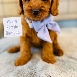 Willow - Red female Cavapoo puppy in Port Orange, Florida from Royal doodles of Florida