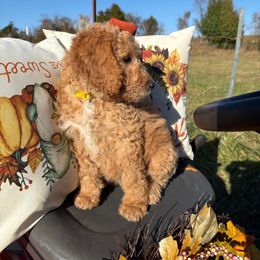 Sabrina - Caramel female Labradoodle puppy in Watertown, Tennessee from PawfectBud