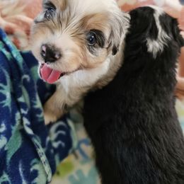 Toy Australian Shepherd Puppies from Reflections of Star Crest Kennel