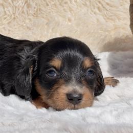 Autumn - Black and tan female Dachshund puppy in Fredricktown, Missouri from Ivy Cream Dachshunds