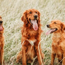 Golden Retrievers from Flynn Timber Goldens, LLC