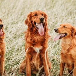 Golden Retrievers from Flynn Timber Goldens, LLC