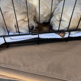 Golden Retriever Puppies from Royal Golden's