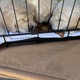 Golden Retriever Puppies from Royal Golden's