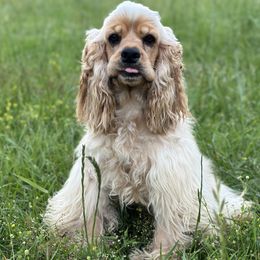 Ranger - Cocker Spaniel