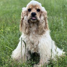Ranger - Cocker Spaniel