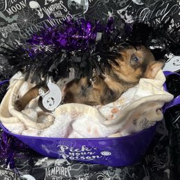 Bryce - Dapple male Dachshund puppy in Choctaw, Oklahoma from Danica’s Dachshunds