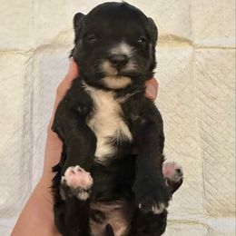 Male - Black male Havapoo puppy in Brooksville, Florida from Kruger Doodles