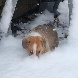 Black Thumb's All In - Sable male Pembroke Welsh Corgi puppy in Easley, South Carolina from Rachael Singletary