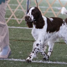 English Springer Spaniels from Feathers on the Wind Farm