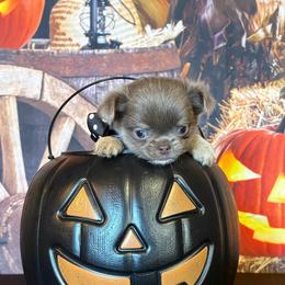 Goblin - Blue female Chihuahua puppy in Gloucester, Virginia from Charlotte's Web of Chihuahuas