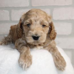 Male 1 - Buff male Cockapoo puppy in Mississippi from Ewing Acres