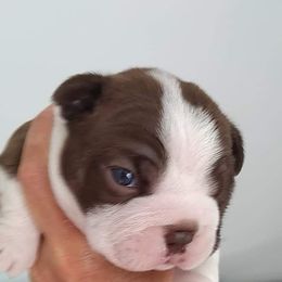 Boston Terrier Puppies from Bagosy's Boston Terriers 6