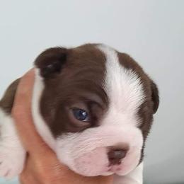 Boston Terrier Puppies from Bagosy's Boston Terriers 6