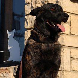 Belgian Malinois, Dutch Shepherds, and German Shepherds from Andy's Elite K9