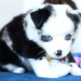 Rimac - Blue merle male Miniature Australian Shepherd puppy in Ellsinore, Missouri from Shebang Aussies