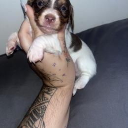 Dachshund Puppies from Doxie Dreams
