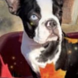 Boston Terriers from Roni's Boston Terriers