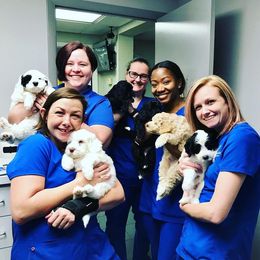 Australian Labradoodle Puppies from Joyful Hearts Australian Labradoodles