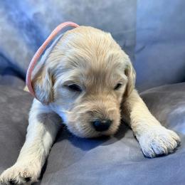 Joy - Cream female Goldendoodle puppy in Houston, Texas from Were The Mack'Doodles