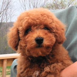 Poodle Puppies from Scenic Hills Kennels