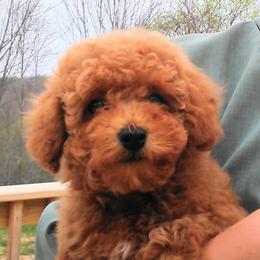 Poodle Puppies from Scenic Hills Kennels