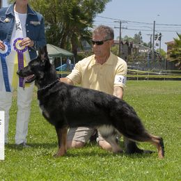 Wicked - German Shepherd