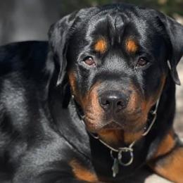 Rottweilers from Von Hause Meadow Rottweilers