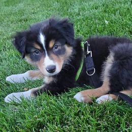 Australian Shepherd Puppies from Once Upon a Time Aussies