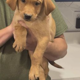 Butterfly - Yellow female Labrador Retriever puppy in Morriston, Florida from Penny Lane Labradors