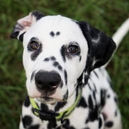Dalmatians from Calvary's Dalmatians