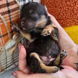 Mars - Red tri-color male Aussiedoodle puppy in Prescott Valley, Arizona from Ramirez Family Doodles