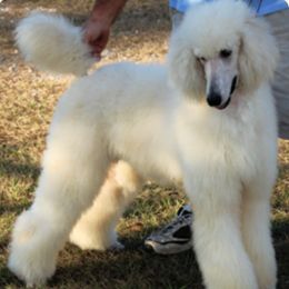 Cocker Spaniels and Poodles from Stanfield Farms