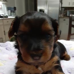 Lily Grace - Black and tan female Yorkshire Terrier puppy in Gurley, Alabama from Rhondas yorkies