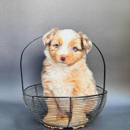 Malibu - Red merle female Miniature Australian Shepherd puppy in Covington, Pennsylvania from Rigas Mini Aussies LLC