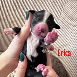 Erica - Black female Goldendoodle puppy in Aztec, New Mexico from HappyHazelDoodles