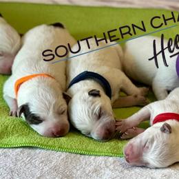 Australian Cattle Dogs from Southern Charm Heelers
