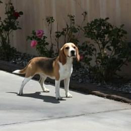 Dante - Beagle