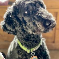Goldendoodles and Poodles from Body n Soul Poodles and Doodles