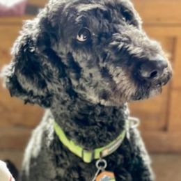 Goldendoodles and Poodles from Body n Soul Poodles and Doodles