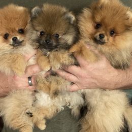 Pomeranian Puppies from Montefino Pomeranians