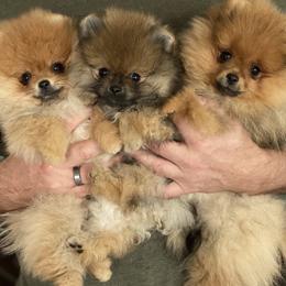Pomeranian Puppies from Montefino Pomeranians